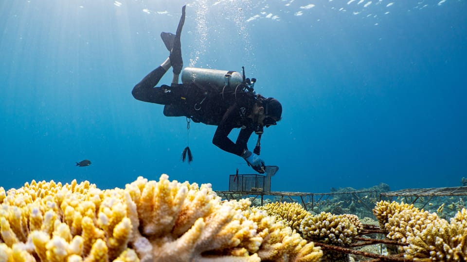 Der Korallengärtner – Rettungsversuch für ein Riff