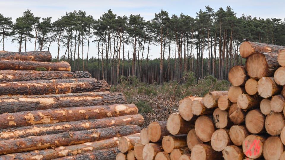 EU-Gesetz gegen Entwaldung hat Folgen für Schweizer Unternehmen