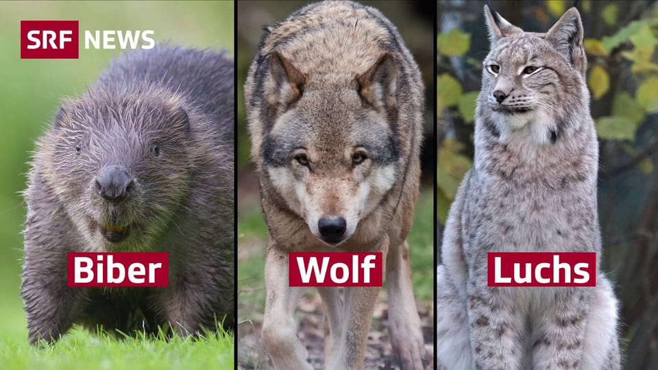 Aus dem Archiv:  Nationalrat will den Wolf weniger schützen