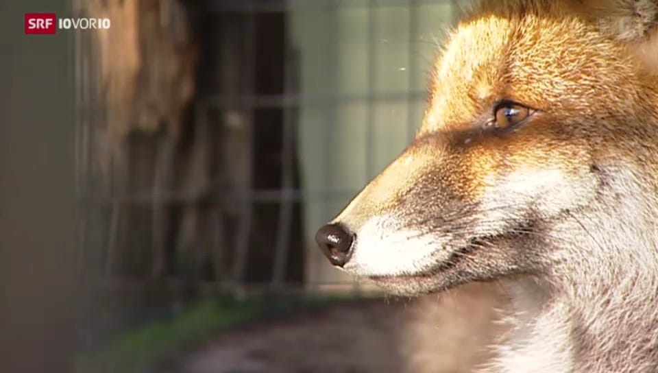 Protest gegen Fuchsjagd