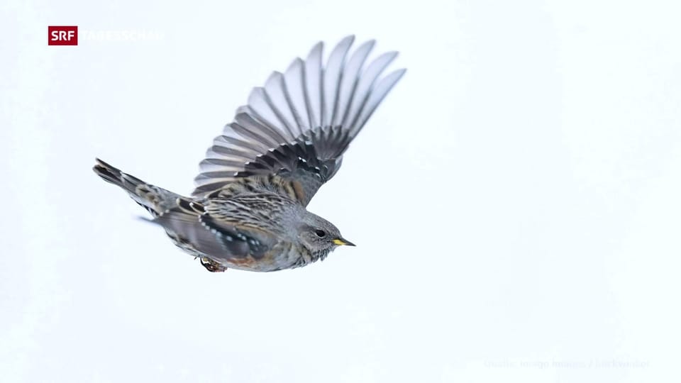 Vogelwarte Sempach präsentiert europäischen Brutvogelatlas