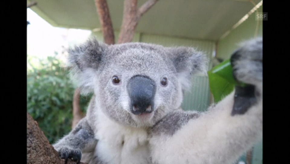 Koala Bruce vor seinem Lieblingsbaum
