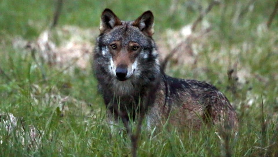 Kritik an der neuer Jagdverordnung wegen des Wolfs