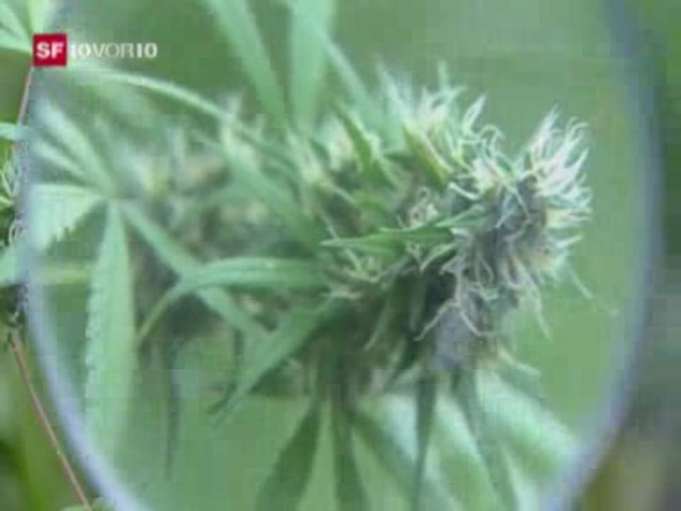 Cannabis als Heilmittel legalisieren