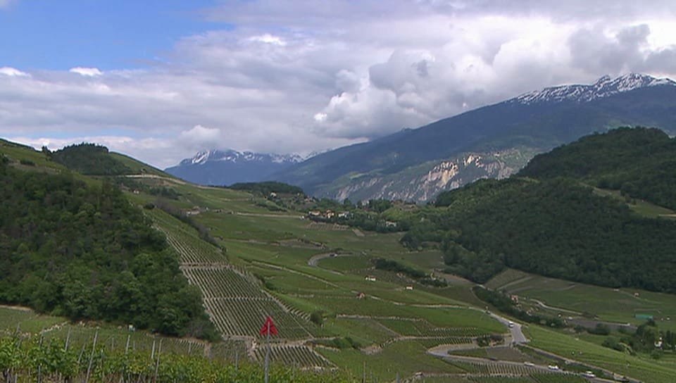 Schwere Vorwürfe gegen Walliser Weinbauern