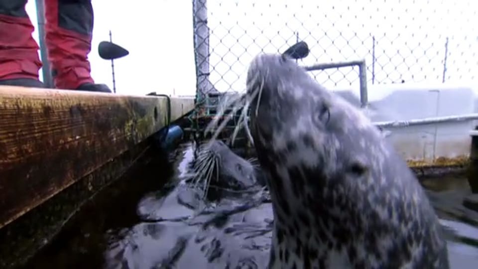 Geniale Struktur im Seehundschnauz: Barthaar als Navigationsgerät