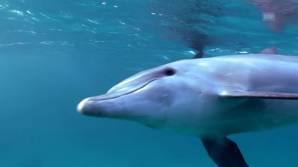 Delfine im roten Meer bei Hurghada, Ägypten (SRF)