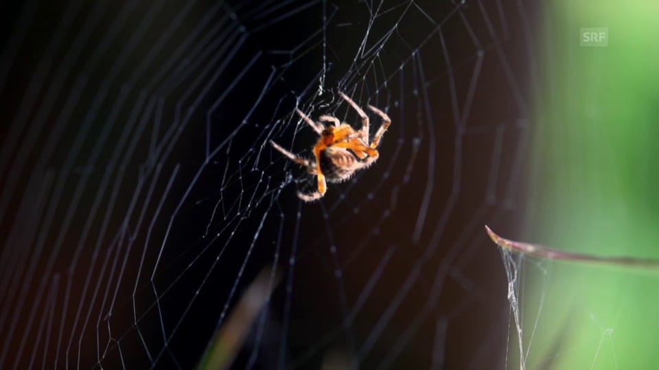 Wie bauen Spinnen ihr Netz?