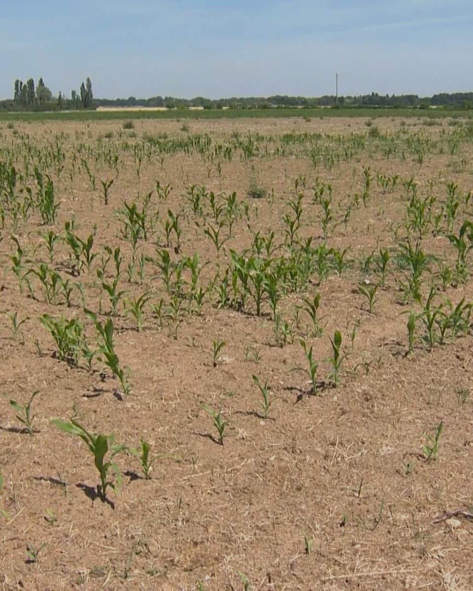 Hitze und Trockenheit gefährden Ernte in Frankreich