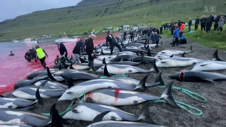 Aus dem Archiv: Delfin-Jagd entzweit Färöer-Inseln