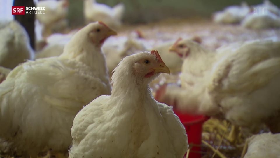 Ausgesetzte Thurgauer Hühner geschlachtet