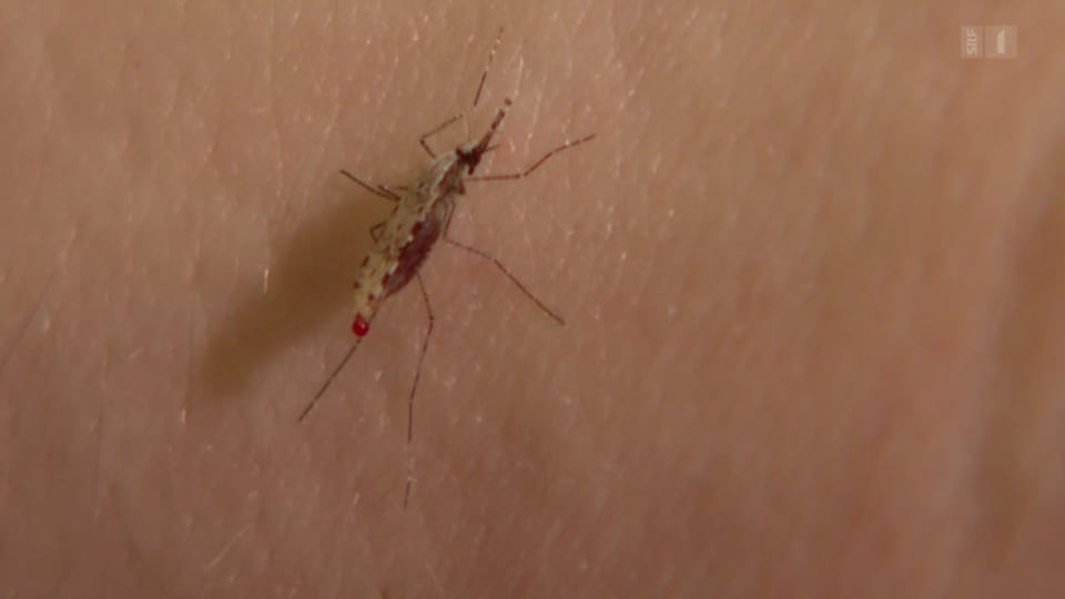 Malaria-Erreger auf dem Vormarsch