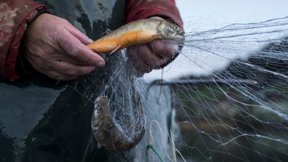 Jährlich werden in Zug 2000 Kilo Rötel aus dem See gefischt