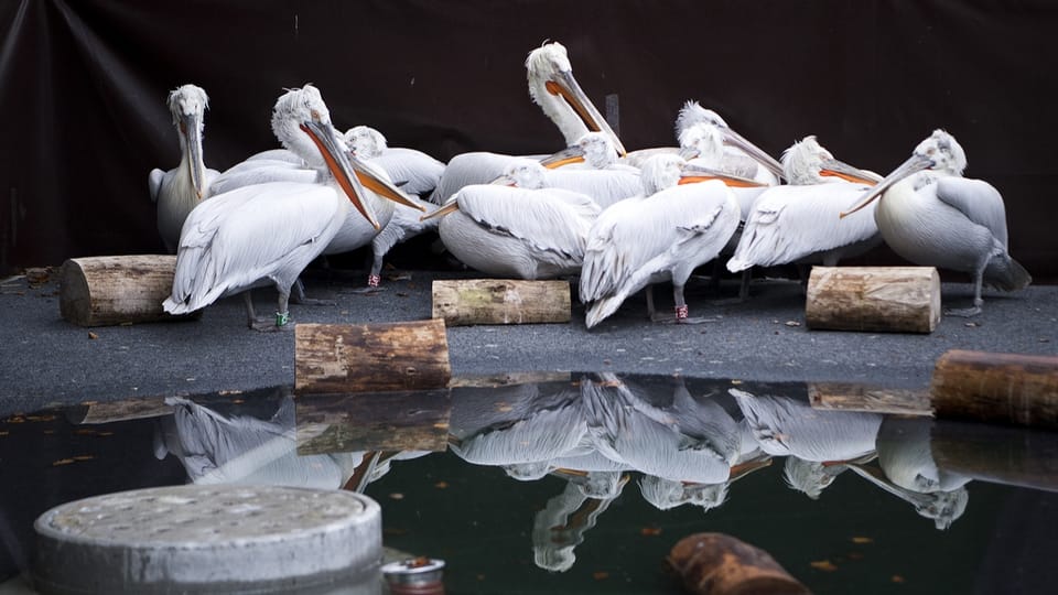 Vogelgrippe grassiert im Berner Tierpark