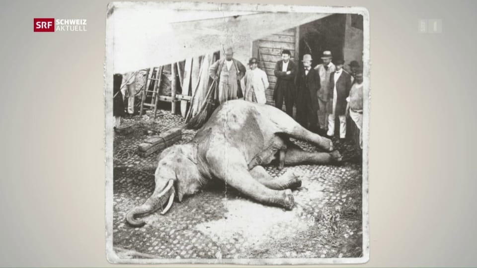 Mythos um einen Elefanten