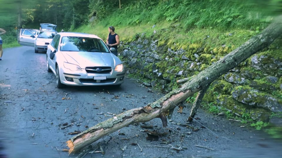 Baum fällt auf fahrendes Auto: Lenker muss blechen