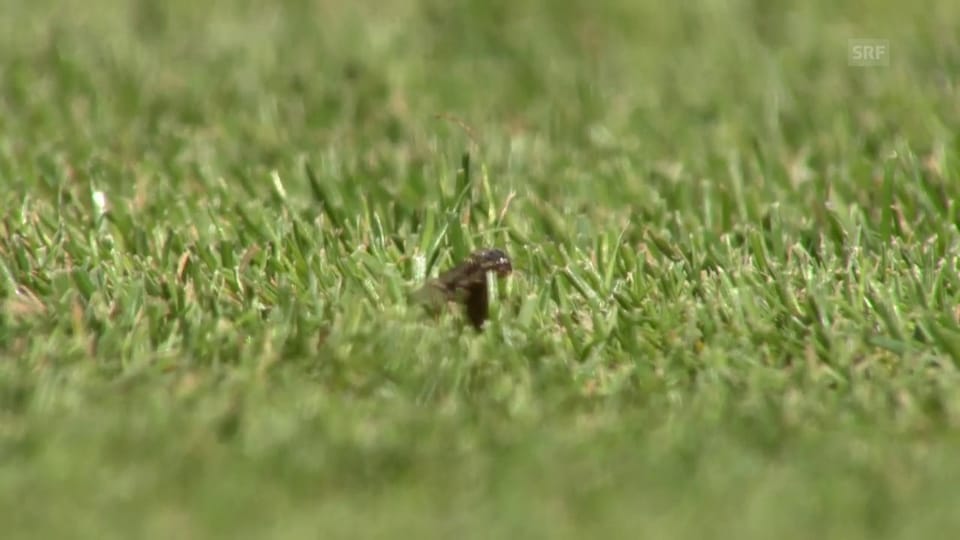 Insektenplage in Wimbledon – auch Nishikori war betroffen