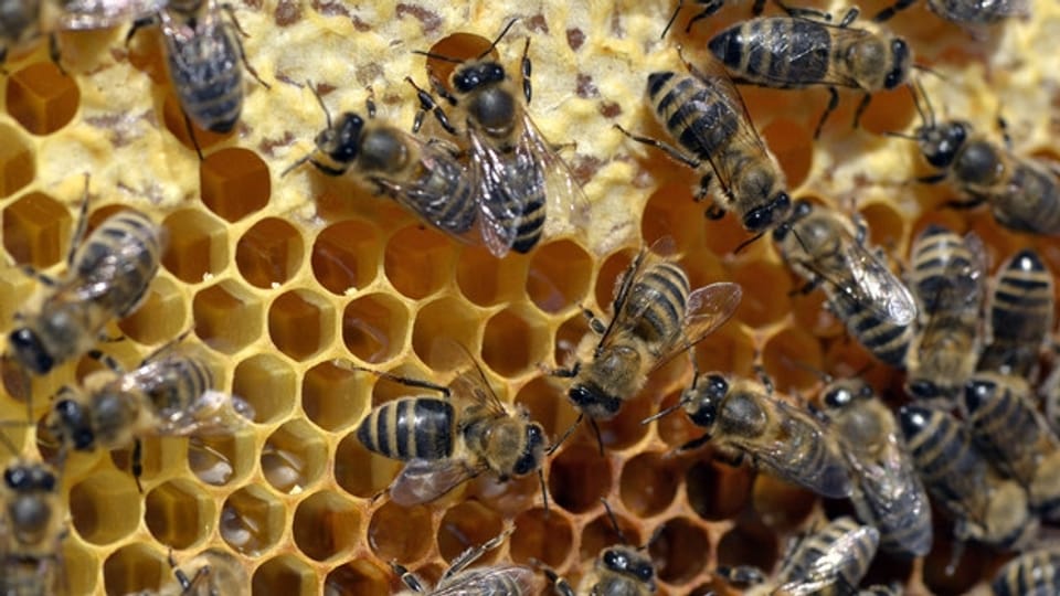 Asthma – Bienenstock-Luft soll helfen