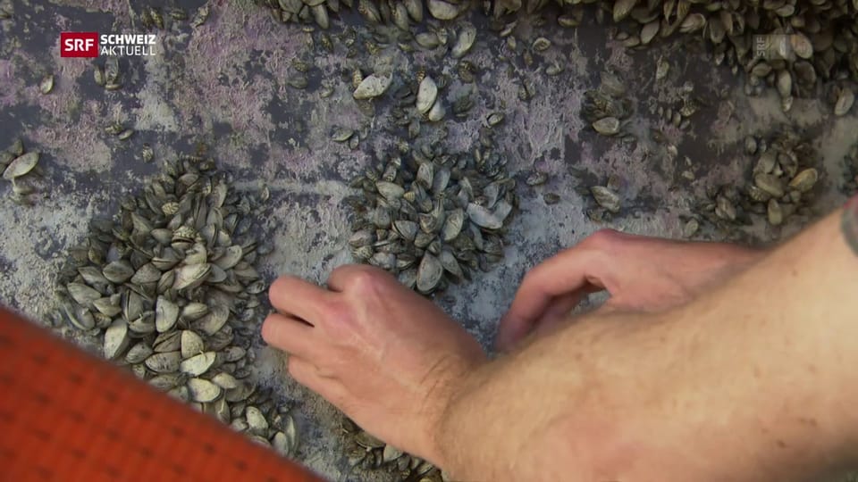 Quagga-Muschel breitet sich in Schweizer Seen aus Quagga-Muschel breitet sich in Schweizer Seen aus