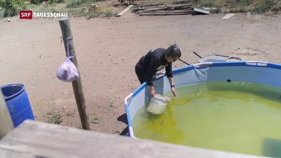 Kampf um Wasser auch in Chile: Avocados statt Alltagsgebrauch