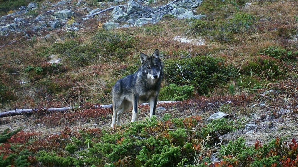 Initiative fordert Abschuss älterer Wölfe