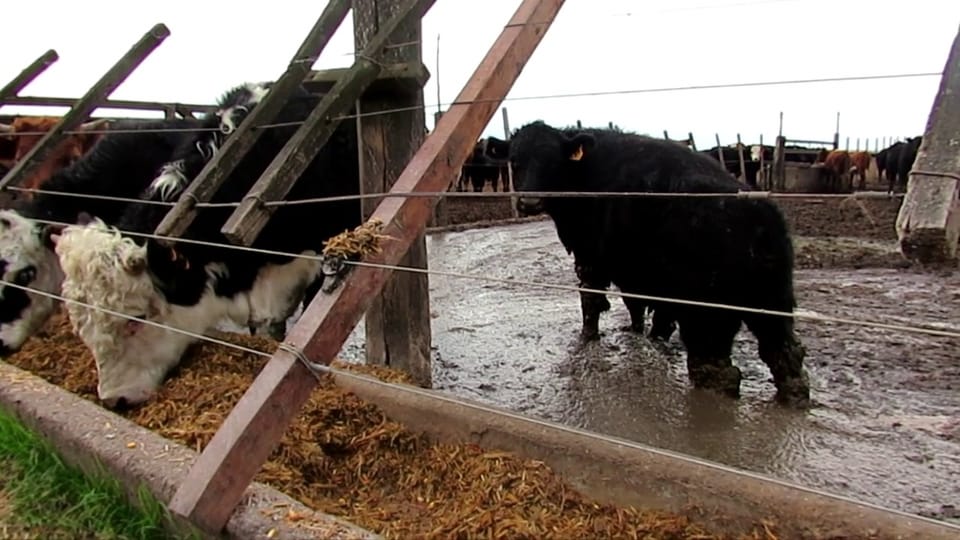 Importiertes Premiumfleisch: Oft leiden Rinder wegen Mastfutter