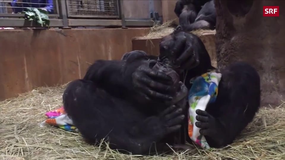 Hier kommt ein Gorilla-Baby zur Welt