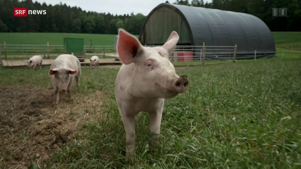 Kompromiss für thurgauische Freilandschweine 