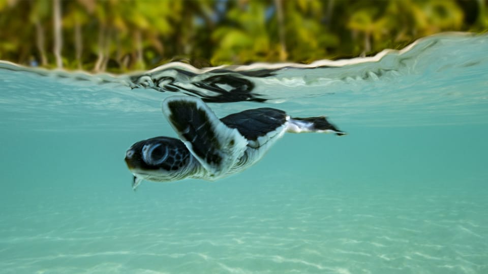 Great Barrier Reef: las tartarugas da Raine Island (tudestg)