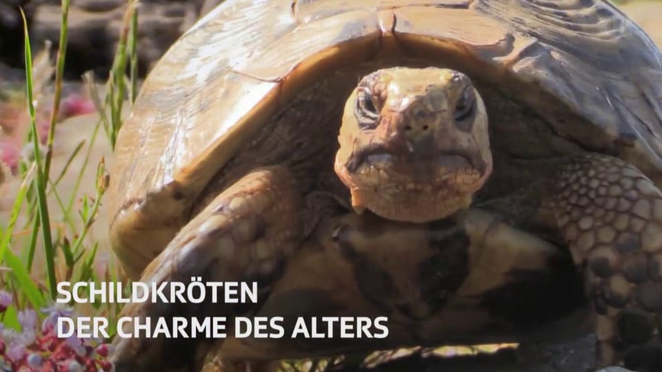 Schildkröten - der Charme des Alters