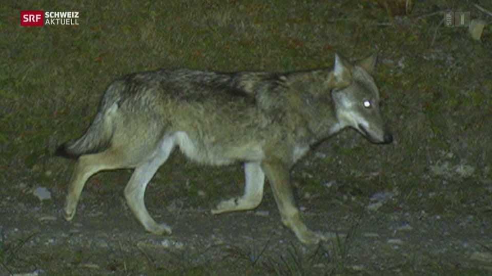 Wolf im Toggenburg gesichtet