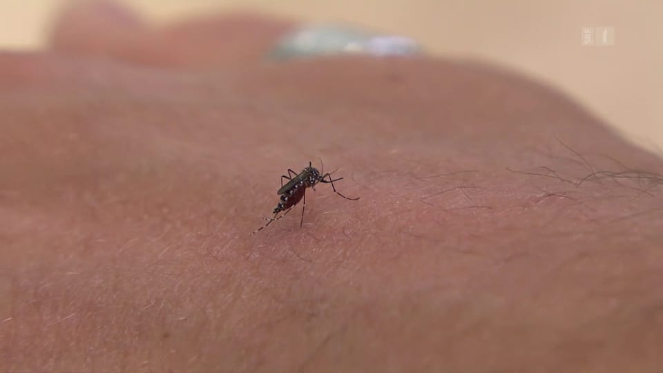 Nach Mücken schlagen hilft