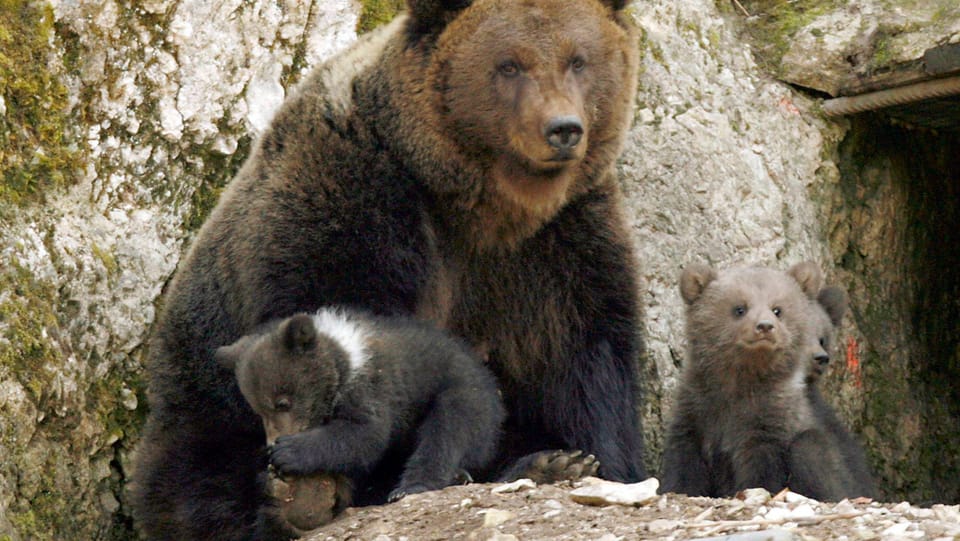 Mehr Platz für Berner Bären – auch für Jungtiere