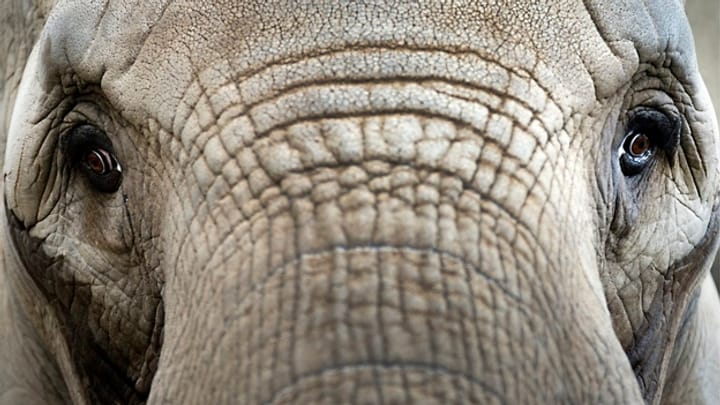 Elefanten-Wilderer sind kaum zu stoppen