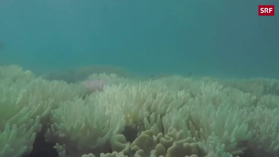 Aus dem Archiv: Korallensterben am Great Barrier Reef geht weiter
