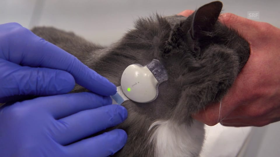 Ein Chip zur Blutzuckermessung bei Katzendiabetes
