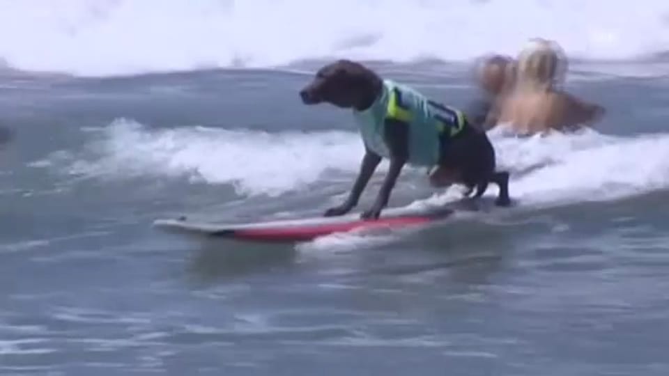 Tierischer Surf-Wettbewerb in Kalifornien (unkomm.)