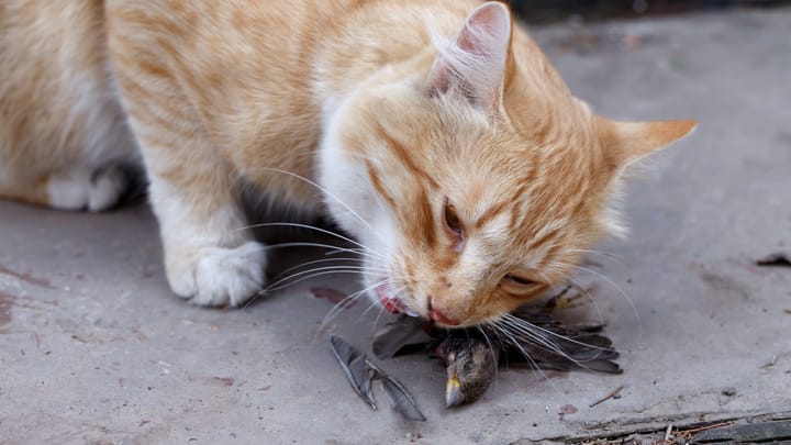 Vögel vor Katzen schützen