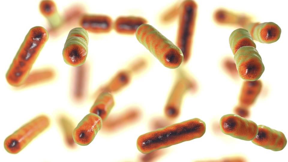 Mikrobiom – Bakterien arbeiten im Magen und Darm für die Verdauung