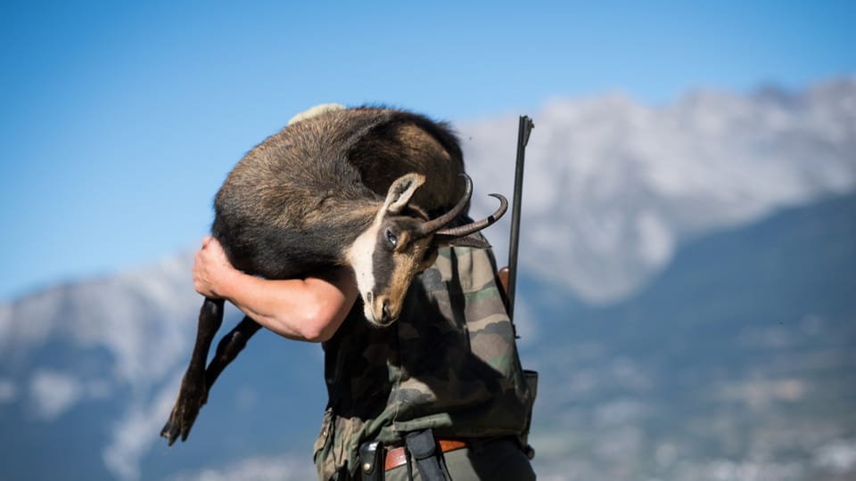 Annäherung beim Jagdgesetz: Nach dem Nein an der Urne gibt es nun Entspannung zwischen Umweltverbänden und Bergregionen.