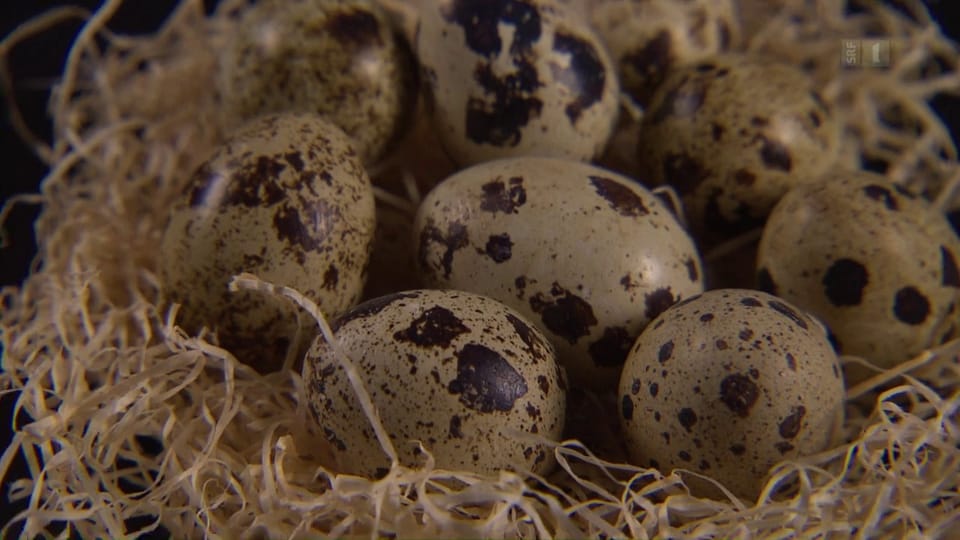 Grosser Eier-Betrug: Spanische statt Schweizer Wachteleier