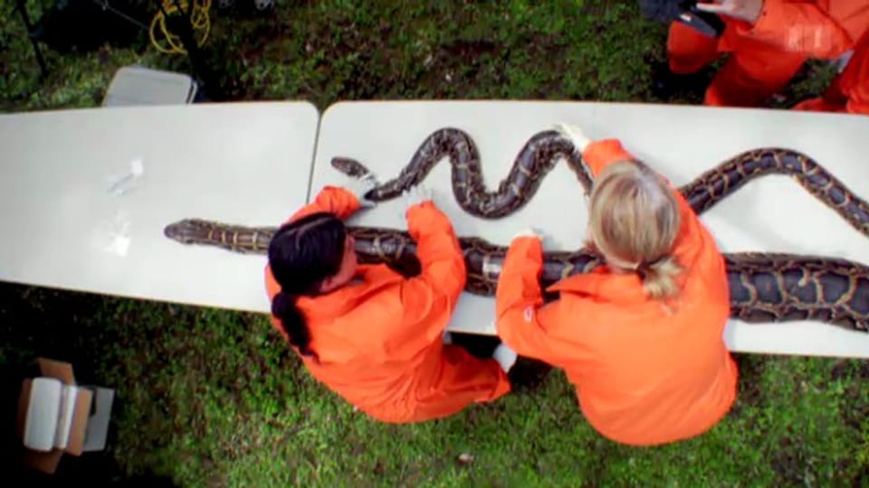 Python unter dem Messer: Haben Schlangen kurze Beine?