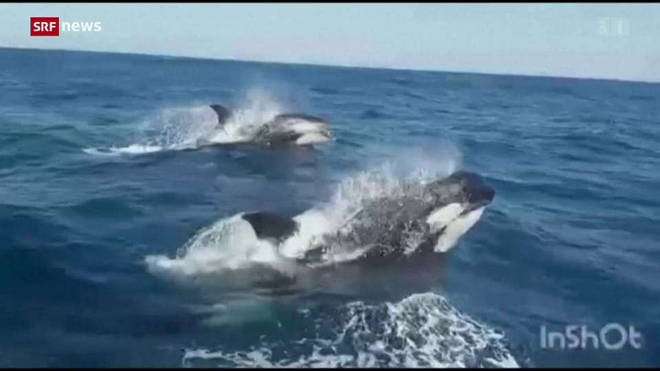 Was steckt hinter den Schwierigkeiten mit Orcas?