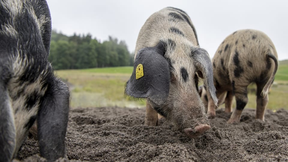 Die kroatischen Schweine schaffen wertvollen Naturraum in Menzingen.