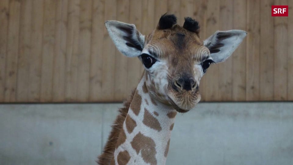 Giraffen-Baby kommt zur Welt