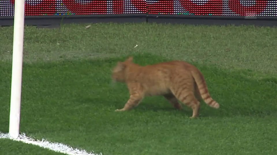 Spielunterbruch in Istanbul wegen Katze
