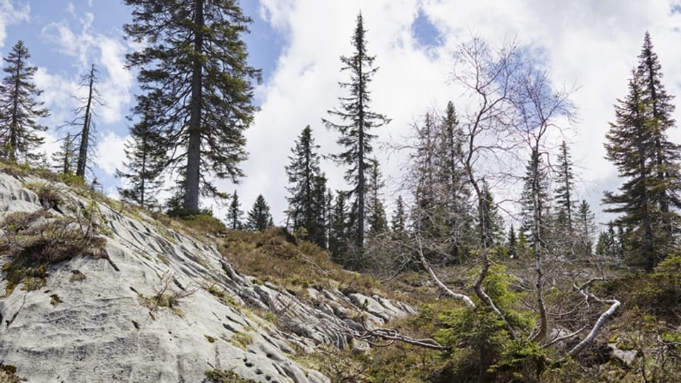 So wollen sich die Schwyzer Waldbesitzer für die Zukunft rüsten
