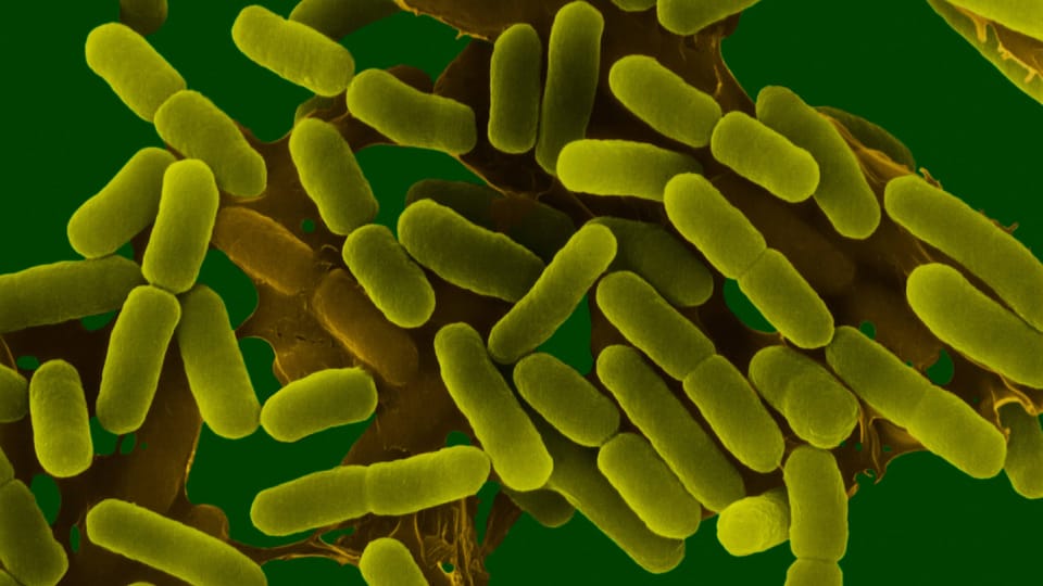 Bakterien können Krebs auslösen