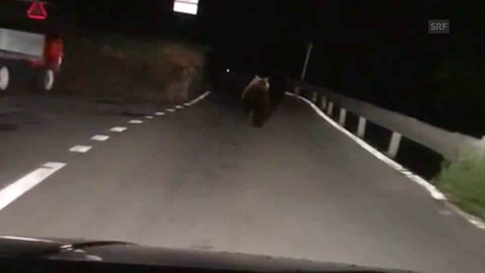 Autofahrer trifft im Binntal auf einen Bären