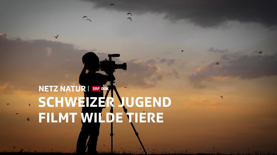 Schweizer Jugend filmt ... wilde Tiere !